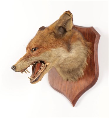 Lot 192 - Taxidermy: Red Fox Mask (Vulpes vulpes), circa 1920, by Peter Spicer & Sons, Taxidermists,...
