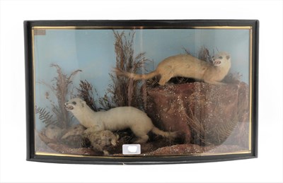 Lot 195 - Taxidermy: A Cased Pair of Ermine (Mustela erminea), by John Cooper & Sons, 28 Radnor Street,...