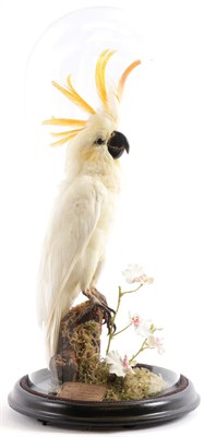 Lot 197 - Taxidermy: A Citron-Crested Cockatoo (Cacatua sulphurea citrinocristata), circa 1995, captive bred