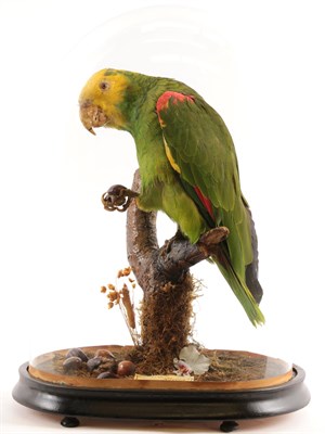 Lot 198 - Taxidermy: A Yellow-Headed Amazon Parrot (Amazona oratrix), circa early 20th century, a full...