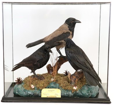 Lot 199 - Taxidermy: A Large Cased Diorama of Various Crows, modern, by Peter Farrington, Taxidermy,...