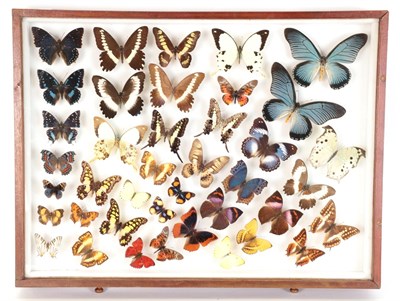 Lot 203 - Entomology: A Large Glazed of Display of African Butterflies, circa 21st Century, a large colourful