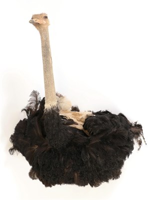 Lot 206 - Taxidermy: Common Ostrich (Struthio camelus), modern, South Africa, a wall mounted adult male...