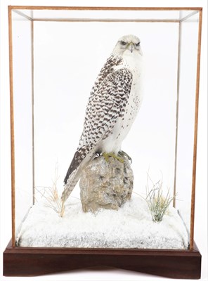 Lot 209 - Taxidermy: A Table Cased Gyr Falcon (Falco rusticolus), circa 2014, by A.J. Armitstead, Darlington