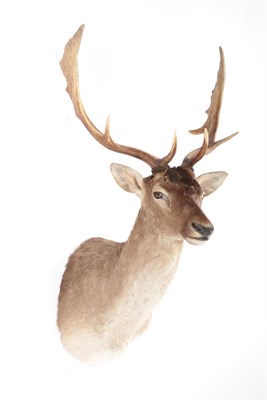 Lot 210 - Taxidermy: European Fallow Deer (Dama dama), circa late 20th century, shoulder mount with head...