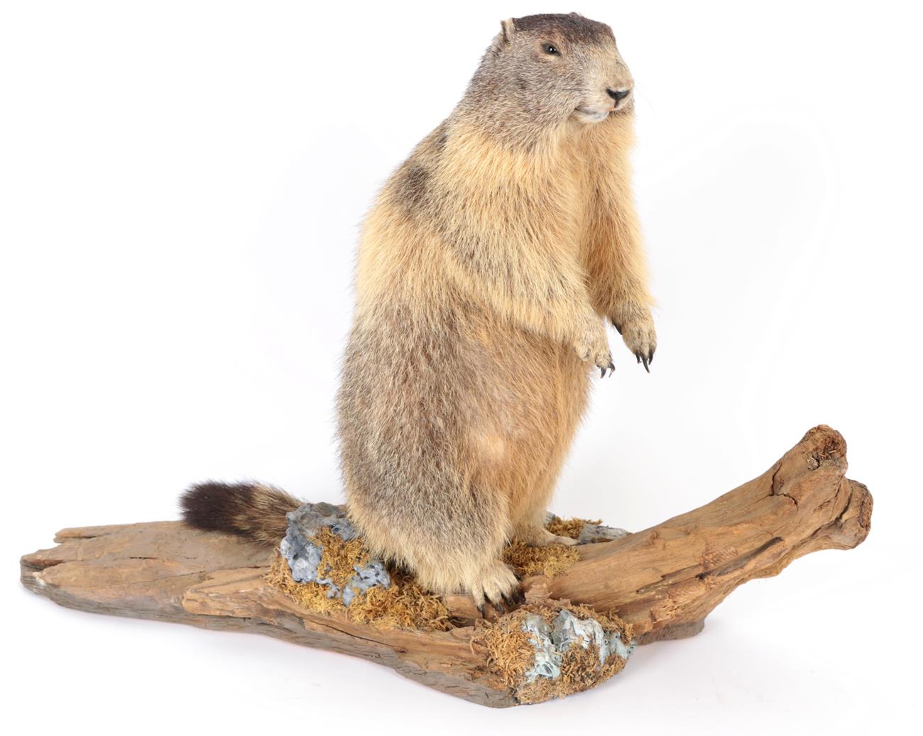 Lot 211 - Taxidermy: Alpine Marmot (Marmota marmota), circa late 20th century, full mount adult standing...