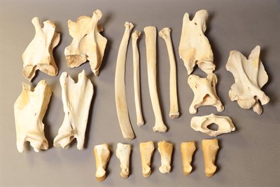 Lot 212 - Bones/Anatomy: Southern Giraffe (Giraffa giraffa), modern, a quantity of various bones to include 