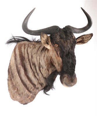 Lot 213 - Taxidermy: Blue Wildebeest (Connochaetes taurinus), modern, high quality shoulder mount with...