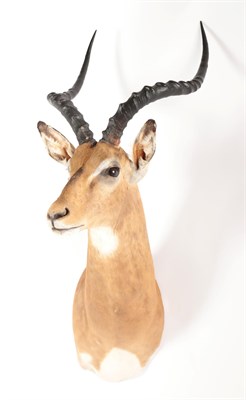 Lot 214 - Taxidermy: Common Impala (Aepyceros melampus), modern, high quality shoulder mount looking straight