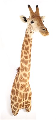 Lot 216 - Taxidermy: South African Giraffe (Giraffa camelopardalis), modern, South Africa, a high quality...