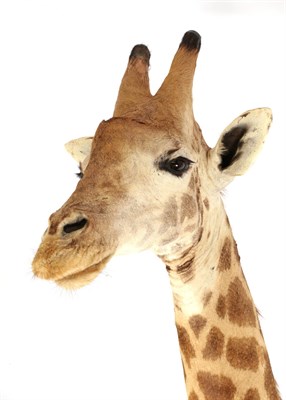 Lot 216 - Taxidermy: South African Giraffe (Giraffa camelopardalis), modern, South Africa, a high quality...
