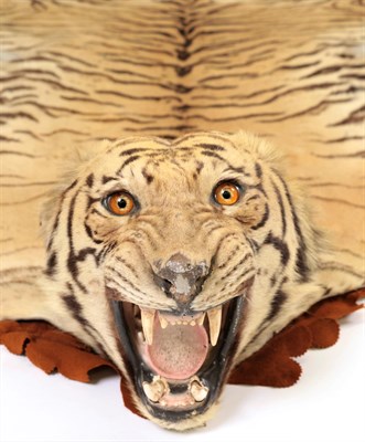 Lot 217 - Taxidermy: Indian Tiger (Panthera tigris tigris) circa 1900-1919, by Theobald Bros,...