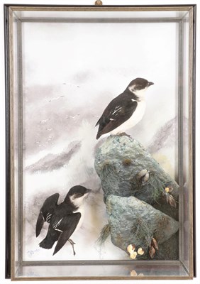Lot 218 - Taxidermy: A Wall Cased Pair of Little Auks (Alle alle), circa 2008, by A.J. Armitstead,...