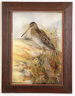 Lot 219 - Taxidermy: A Wall Cased Common Snipe (Gallinago gallinago), circa 2010, by A.J. Armitstead,...