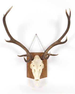 Lot 221 - Antlers/Horns: European Red Deer (Cervus elaphus), circa late 20th century, adult stag antlers...