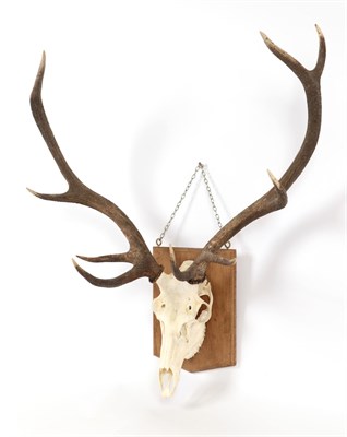 Lot 221 - Antlers/Horns: European Red Deer (Cervus elaphus), circa late 20th century, adult stag antlers...
