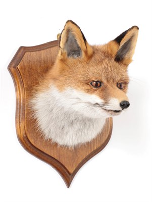 Lot 222 - Taxidermy: European Red Fox Mask (Vulpes vulpes), modern, by George. C. Jamieson, Edinburgh,...