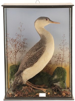Lot 223 - Taxidermy: A Late Victorian Cased Red-Throated Diver (Gavia stellata), attributed to Walter...