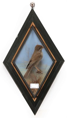 Lot 224 - Taxidermy: A Wall Cased Red-Backed Shrike (Lanius collurio), by George Bazeley, 12 Horsemarket,...