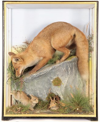 Lot 225 - Taxidermy: European Red Fox Diorama ''The Ambush'' (Vulpes vulpes), by James Hutchings, of...