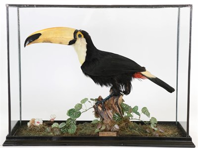 Lot 226 - Taxidermy: A Cased Toco Toucan (Ramphastos toco), circa 2002, captive bred, by Peter...