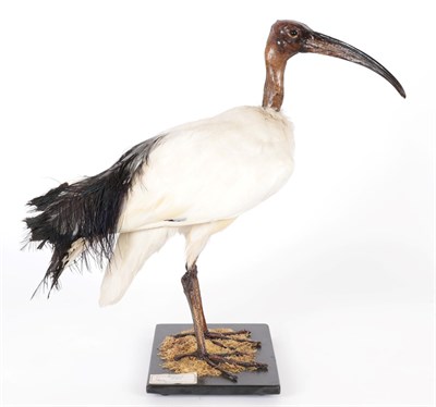 Lot 227 - Taxidermy: African Sacred Ibis (Threskiornis aethiopicus), circa 2009, captive bred, by Peter...