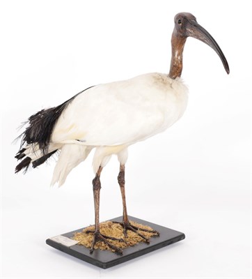 Lot 227 - Taxidermy: African Sacred Ibis (Threskiornis aethiopicus), circa 2009, captive bred, by Peter...