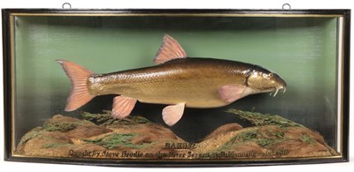 Lot 228 - Taxidermy: A Large Cased Common Barbel (Barbus barbus), modern, in the style of William Griggs,...