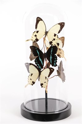 Lot 230 - Entomology: A Diorama of African Butterflies, modern, a layered diorama of seven complete...