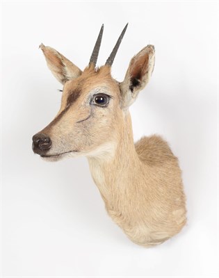 Lot 231 - Taxidermy: A Common Grey Duiker (Sylvicapra grimmia caffra), modern, South Africa, high quality...