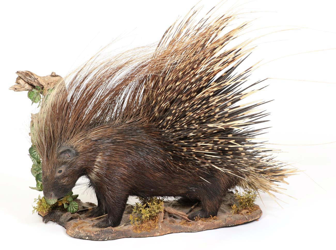 Lot 232 - Taxidermy: South African Cape Porcupine (Hystrix africaeaustralis), modern, South Africa, a...