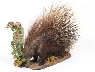 Lot 232 - Taxidermy: South African Cape Porcupine (Hystrix africaeaustralis), modern, South Africa, a...