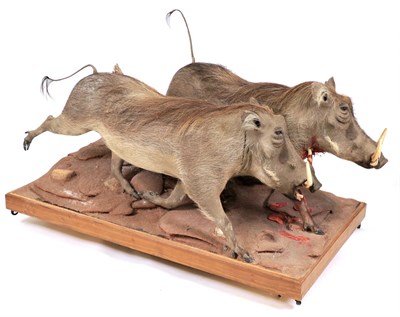 Lot 234 - Taxidermy: A Pair of South African Common Warthogs (Phacochoerus africanus), modern, South...