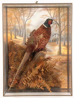 Lot 235 - Taxidermy: A Wall Cased Ring-Necked Pheasant (Phasianus colchicus), circa 2007, by A.J. Armitstead