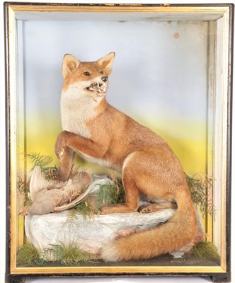 Lot 237 - Taxidermy: European Red Fox Diorama (Vulpes vulpes), by James Hutchings, of Aberystwyth, a full...
