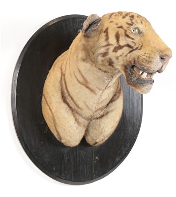 Lot 239 - Taxidermy: Indian Tiger (Panthera tigris tigris), circa 1910-1915, an early example by either...