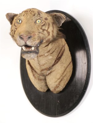 Lot 239 - Taxidermy: Indian Tiger (Panthera tigris tigris), circa 1910-1915, an early example by either...