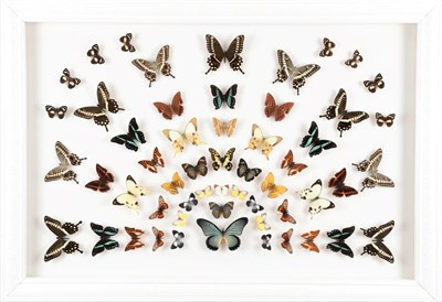 Lot 240 - Entomology: A Large Display of African Butterflies, circa 21st century, a colourful fanned...