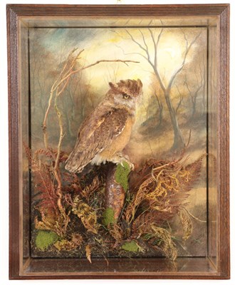 Lot 241 - Taxidermy: Tropical Screech Owl (Megascops choliba), circa 2019, captive bred, by A.J....