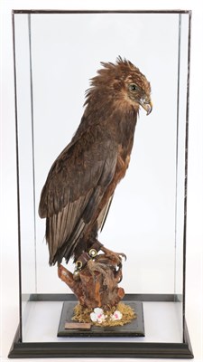 Lot 242 - Taxidermy: A Large Cased Bateleur Eagle (Terathopius ecaudatus), circa 2004, captive bred, by Peter