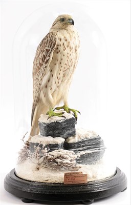 Lot 243 - Taxidermy: A Late Victorian Gyr Falcon (Falco rusticolus), circa 1860-1890, by repute the work...
