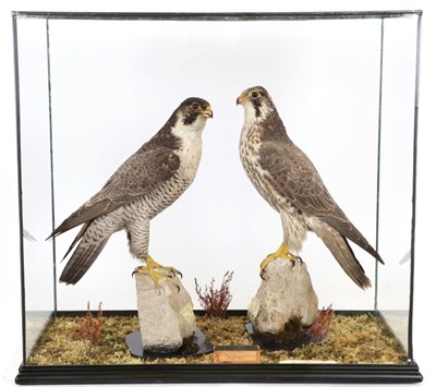 Lot 245 - Taxidermy: A Pair of Late Victorian Peregrine Falcons (Falco peregrinus), circa 1895,  a male...