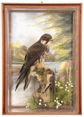Lot 246 - Taxidermy: A Wall Cased Eurasian Hobby (Falco subbuteo), circa 2006, re-cased in 2011 by A.J....