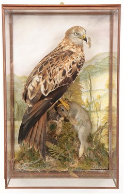 Lot 247 - Taxidermy: A Wall Cased Red Kite (Milvus milvus), circa 2019, re-cased by A.J. Armitstead,...