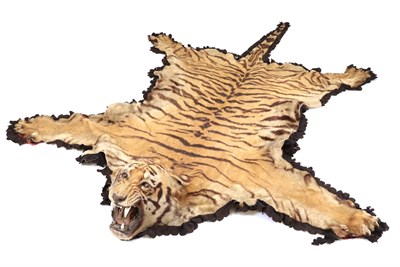 Lot 248 - Taxidermy: A Large Indian Tiger Skin (Panthera tigris tigris), circa 17th November 1927,...