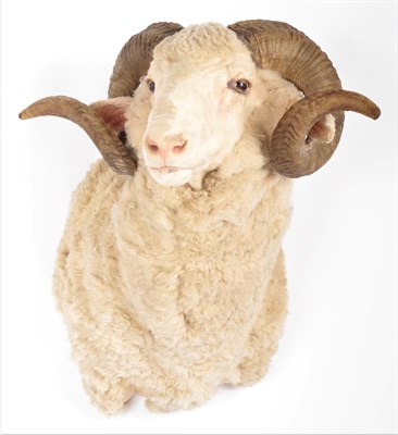Lot 249 - Taxidermy: Merino Sheep (Ovis aries), modern, shoulder mount with head turning slightly to the...