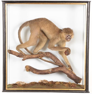 Lot 250 - Taxidermy: Vervet Monkey (Chlorocebus pygerythrus), circa 1920-1930, full mount adult female...