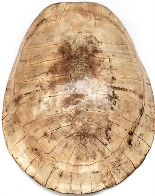 Lot 251 - Natural History: Tataruga Turtle (Podocnemis expansa), circa 1900 - 1930, ''Blonde Shell'',...