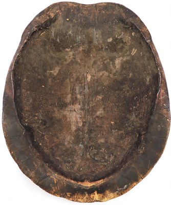 Lot 251 - Natural History: Tataruga Turtle (Podocnemis expansa), circa 1900 - 1930, ''Blonde Shell'',...