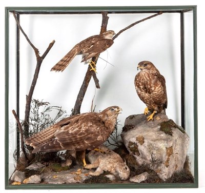 Lot 187 - Taxidermy: An Early 20th Century Diorama of Birds of Prey, by Rowland Ward, 167 Piccadilly, London